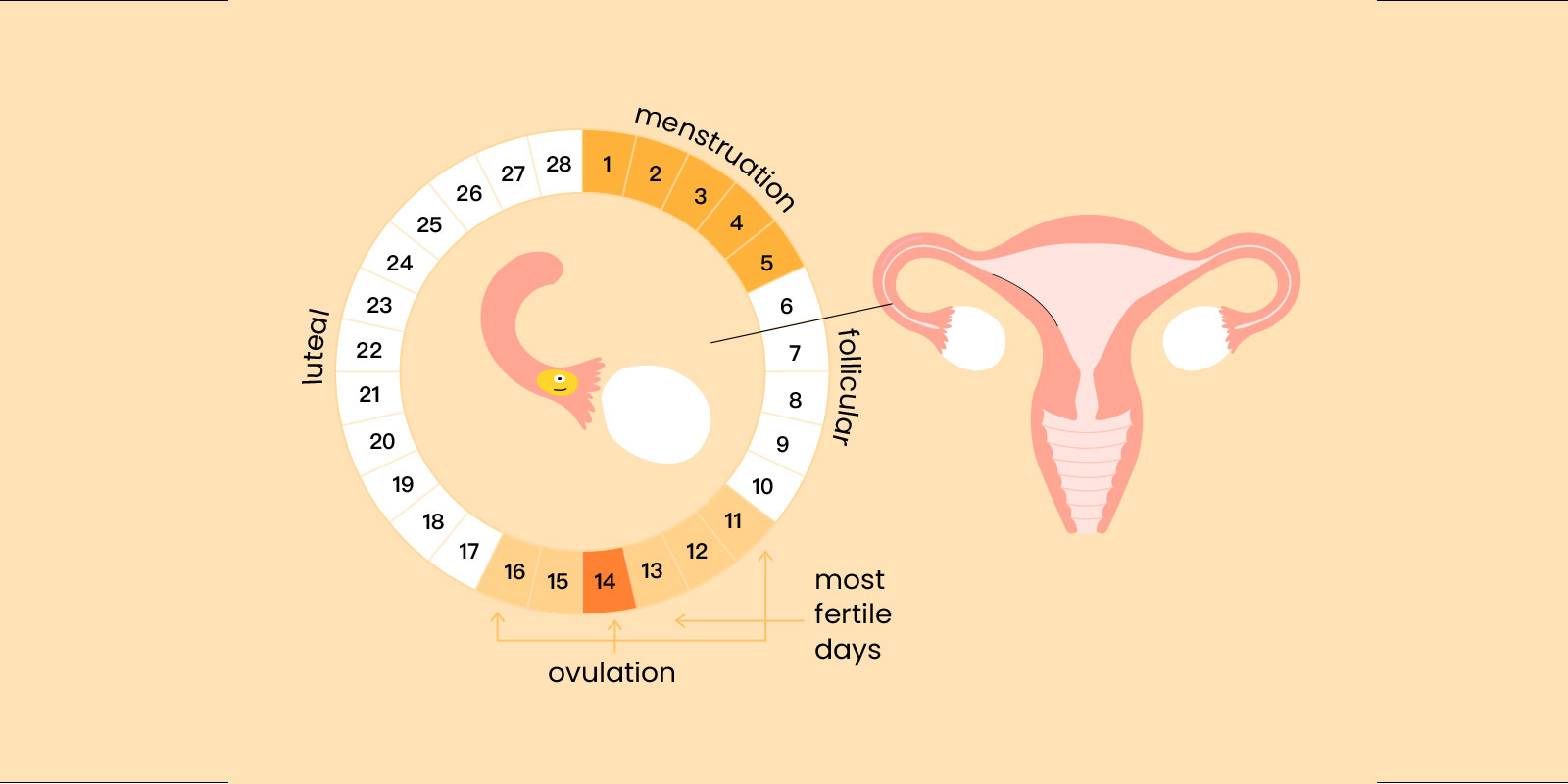 Understanding Period Cycle Phases Femometer Blog 