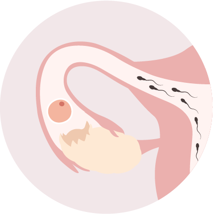 cartoon of ovulation