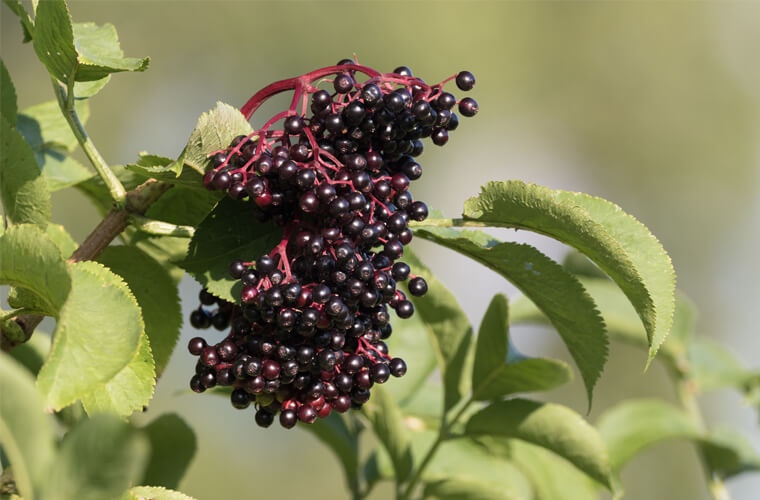 Organic elderberry-femometer