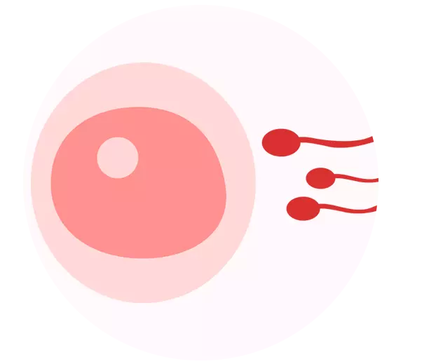 ovulation in an ovarian